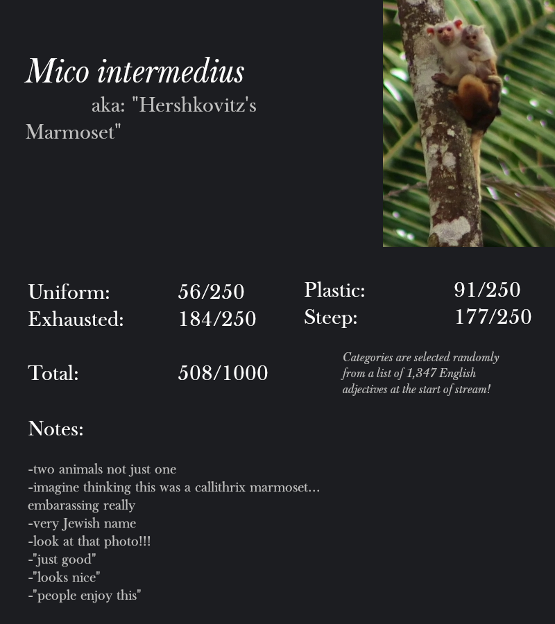 Mico intermedius